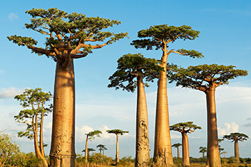 馬達加斯加瓦圖曼德里機場三字代碼(VAT),瓦圖曼德里機場(Vatomandry airport)四字碼,馬達加斯加機場三字碼查詢